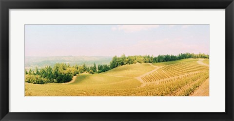 Framed Vineyards in spring, Napa Valley, California Print