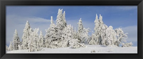 Framed Frost and ice on trees in midwinter, Crater Lake National Park, Oregon, USA Print