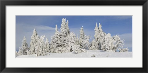 Framed Frost and ice on trees in midwinter, Crater Lake National Park, Oregon, USA Print