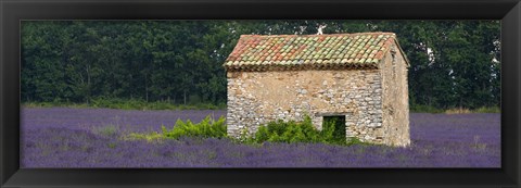 Framed Stone building in a lavender field, Provence-Alpes-Cote D&#39;Azur, France Print