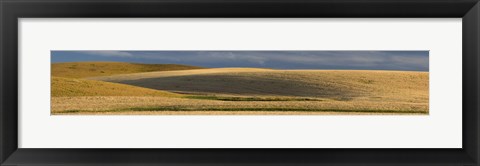 Framed Wheat field, Palouse, Washington State, USA Print