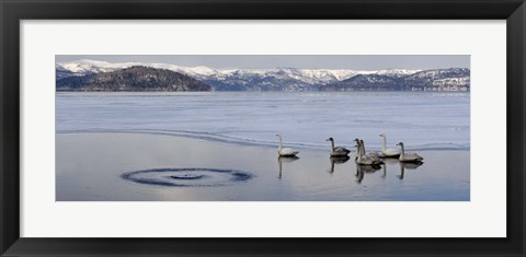 Framed Whooper swans (Cygnus cygnus) on frozen lake, Lake Kussharo, Akan National Park, Hokkaido, Japan Print