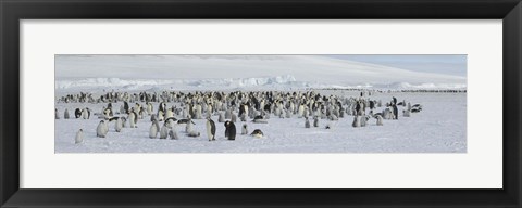 Framed Emperor penguins (Aptenodytes forsteri) colony at snow covered landscape, Snow Hill Island, Antarctica Print