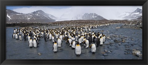 Framed King penguins colony, St Andrews Bay, South Georgia Island Print