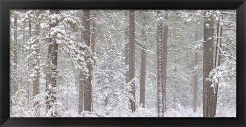 Framed Snow covered Ponderosa Pine trees in a forest, Indian Ford, Oregon, USA Print