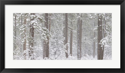 Framed Snow covered Ponderosa Pine trees in a forest, Indian Ford, Oregon, USA Print