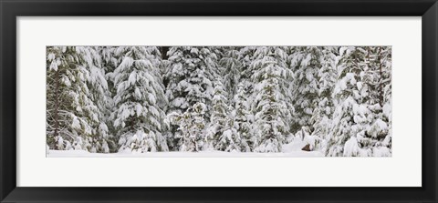 Framed Snow covered pine trees, Deschutes National Forest, Oregon, USA Print