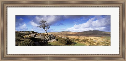 Framed Crooked tree at Feather Tor, Staple Tor, Dartmoor, Devon, England Print