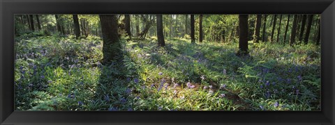 Framed Bluebells growing in a forest, Exe Valley, Devon, England Print