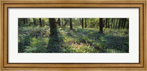 Framed Bluebells growing in a forest, Exe Valley, Devon, England Print