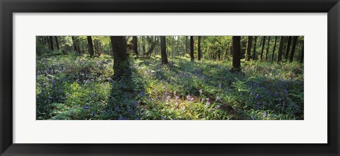 Framed Bluebells growing in a forest, Exe Valley, Devon, England Print