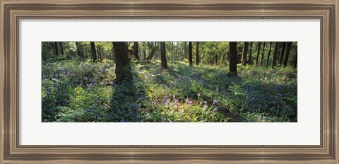 Framed Bluebells growing in a forest, Exe Valley, Devon, England Print