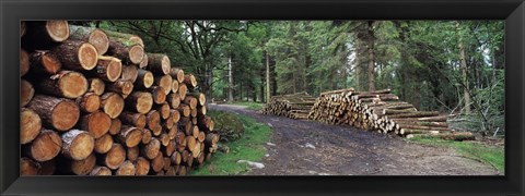 Framed Stacks of logs in forest, Burrator Reservoir, Dartmoor, Devon, England Print