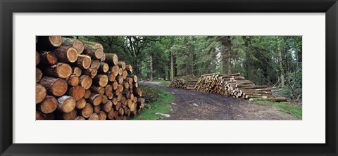 Framed Stacks of logs in forest, Burrator Reservoir, Dartmoor, Devon, England Print