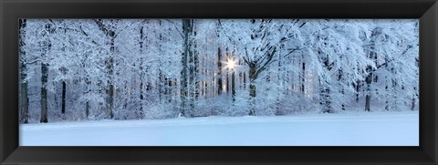 Framed Forest in winter at sunrise, Swabian Alb, Baden-Wurttemberg, Germany Print