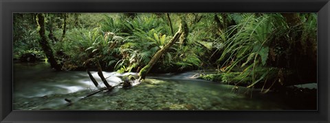 Framed Divide Creek flowing through a forest, Hollyford River, Fiordland National Park, South Island, New Zealand Print