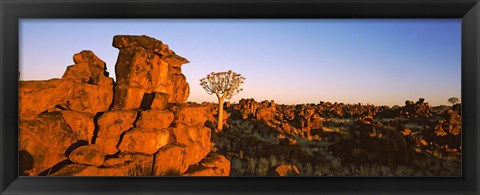 Framed Quiver tree (Aloe dichotoma) growing in rocks, Devil&#39;s Playground, Namibia Print