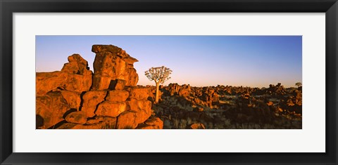 Framed Quiver tree (Aloe dichotoma) growing in rocks, Devil&#39;s Playground, Namibia Print