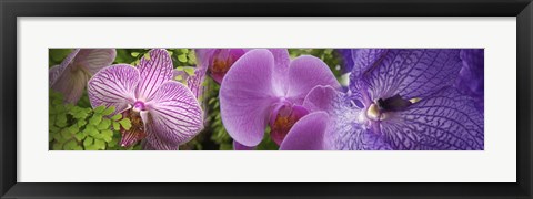 Framed Details of violet orchid flowers Print