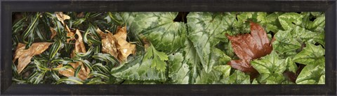 Framed Details of green leaves Print