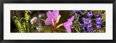 Framed Details of early spring and crocus flowers Print