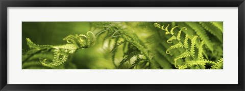 Framed Close-up of multiple images of ferns Print