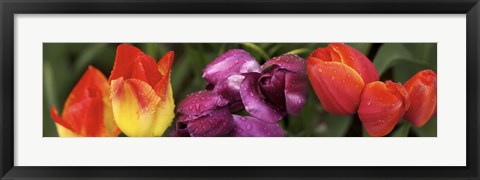 Framed Multiple images of tulip flowers Print