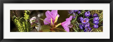 Framed Details of early spring flowers Print