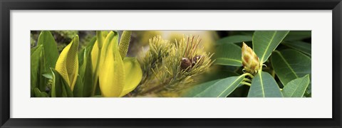 Framed Close-up of buds of pine tree Print