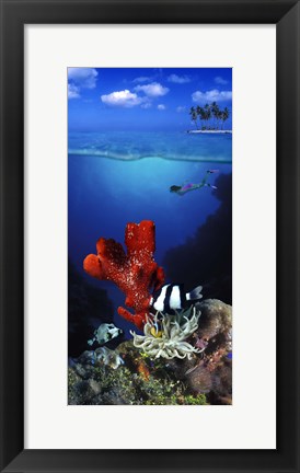 Framed Underwater view of sea anemone and Humbug fish and Pufferfish with a scuba diver Print