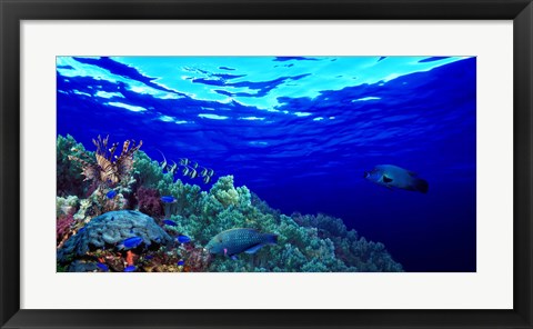 Framed Underwater view of Longfin bannerfish (Heniochus acuminatus) with Red Firefish (Nemateleotris magnifica) and soft corals Print