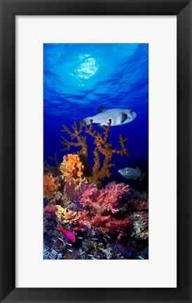 Framed Underwater view of Bristly puffer fish (Arothron hispidus) with triggerfish and Anthias Fishes Print