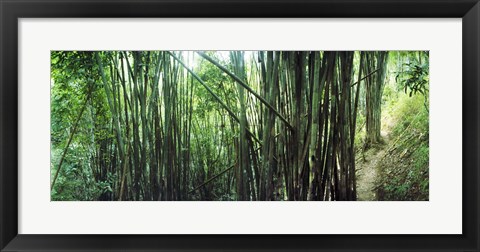 Framed Bamboo forest, Chiang Mai, Thailand Print