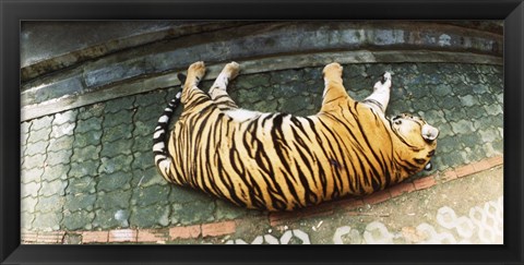 Framed Tiger (Panthera tigris) sleeping in a tiger reserve, Tiger Kingdom, Chiang Mai, Thailand Print