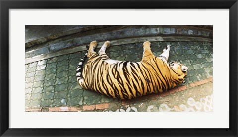 Framed Tiger (Panthera tigris) sleeping in a tiger reserve, Tiger Kingdom, Chiang Mai, Thailand Print