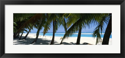 Framed Palm trees on the beach, Aitutaki, Cook Islands Print