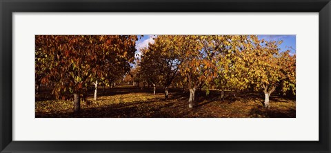 Framed Almond Trees during autumn in an orchard, California, USA Print