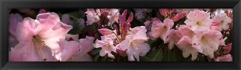 Framed Close-up of pink rhododendron flowers Print