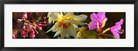 Framed Close-up of white and pink  flowers Print