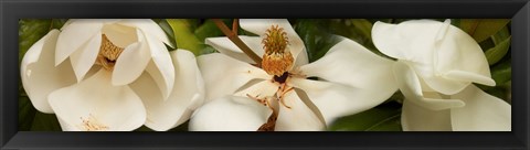 Framed Close-up of white magnolia flowers Print