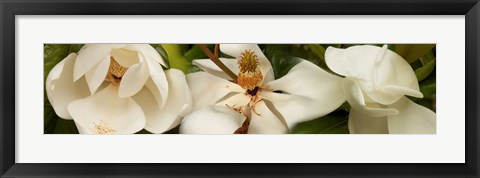 Framed Close-up of white magnolia flowers Print