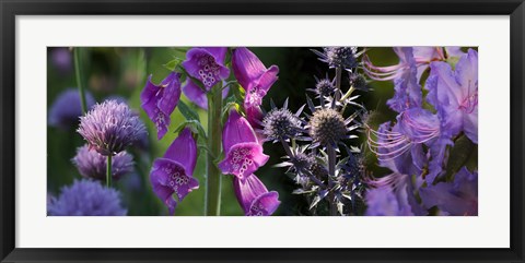 Framed Close-up of purple flowers Print