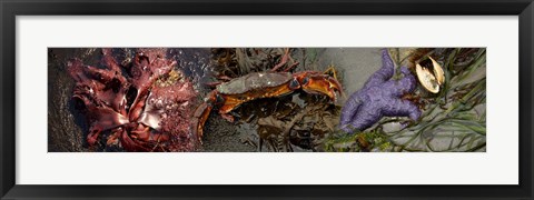 Framed Sea critters Print