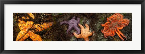 Framed Sea stars Print