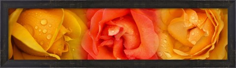 Framed Close-up of roses with dew drops Print