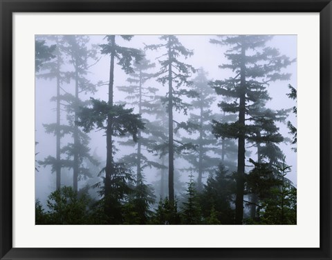 Framed Silhouette of trees with fog, Douglas Fir, Hemlock Tree, Olympic Mountains, Olympic National Park, Washington State, USA Print