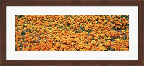 Framed High angle view of California Golden Poppies, Antelope Valley California Poppy Reserve, California, USA Print
