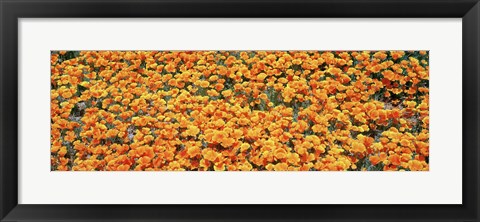 Framed High angle view of California Golden Poppies, Antelope Valley California Poppy Reserve, California, USA Print