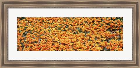 Framed High angle view of California Golden Poppies, Antelope Valley California Poppy Reserve, California, USA Print