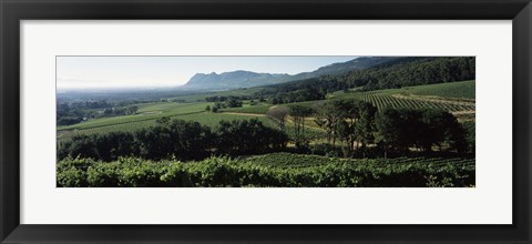 Framed Vineyard with mountains, Constantiaberg, Constantia, Cape Winelands, Cape Town, Western Cape Province, South Africa Print